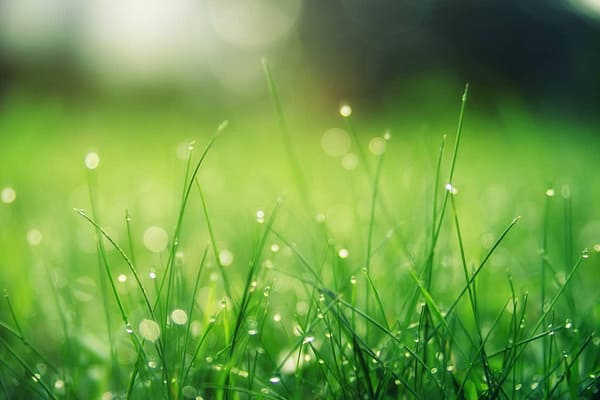 eau_de_pluie_sur_de_l_herbe eau_de_pluie_sur_de_l_herbe