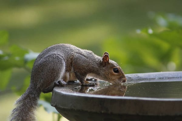 ecureuil_boit_de_l_eau un écureuil boit de l'eau