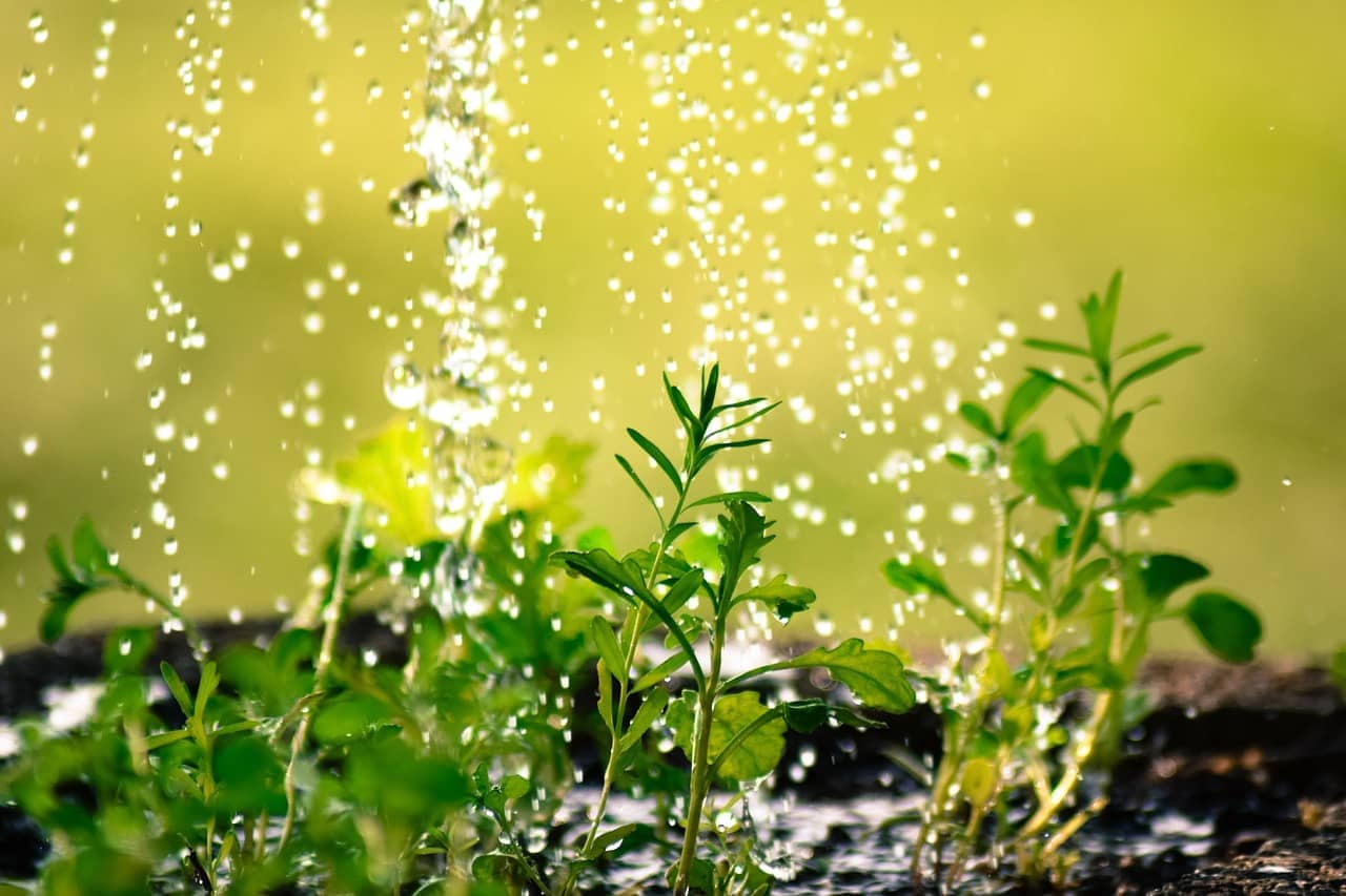 You are currently viewing Bienfaits de l’eau de pluie sur les plantes